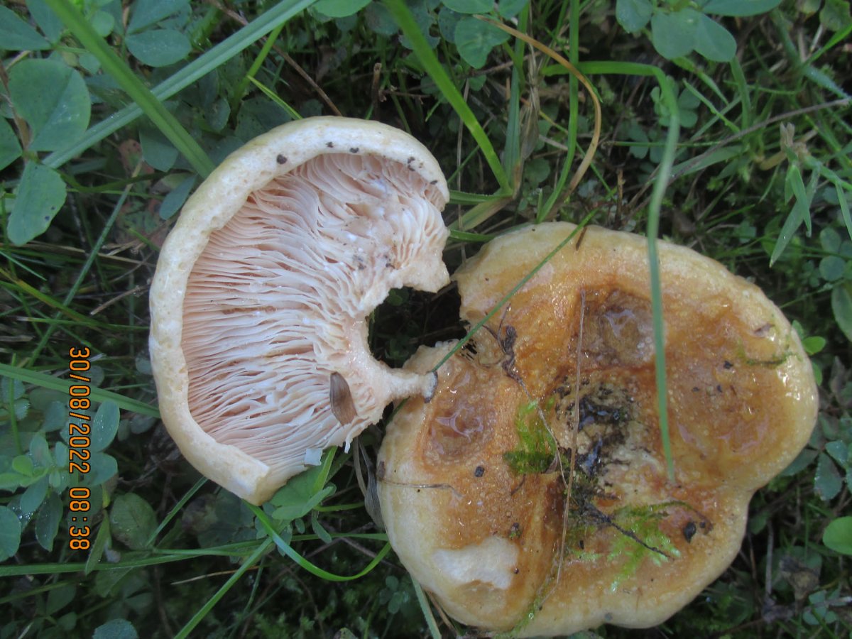 Lactarius acerrimus - Queraderiger milchling.jpg