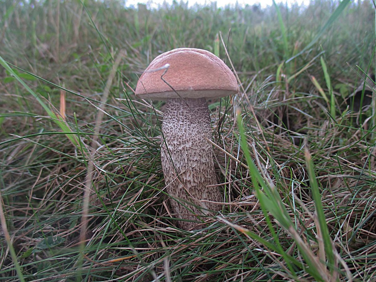 Leccinum duriusculum - Pappel-Raufuß.jpg