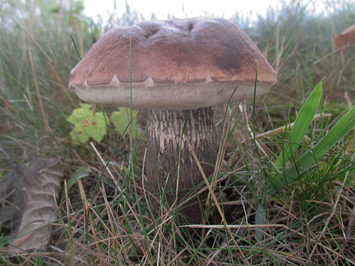 Leccinum duriusculum - Pappel-Raufuß1.jpg