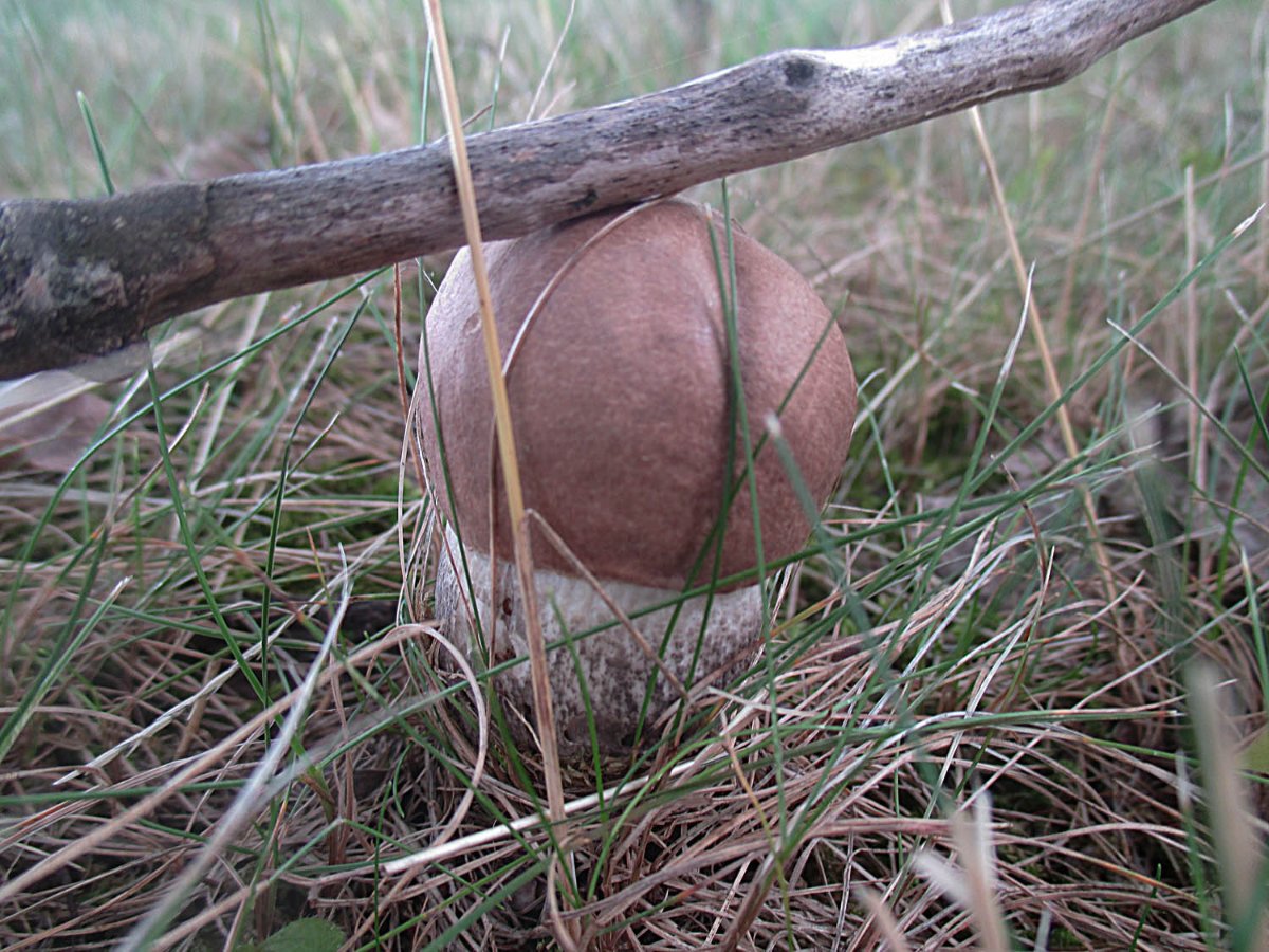 Leccinum duriusculum - Pappel-Raufuß2.jpg