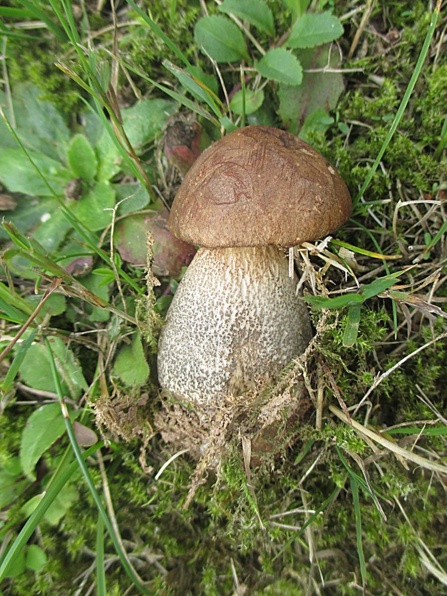 Leccinum scabrum - Birkenpilz.jpg