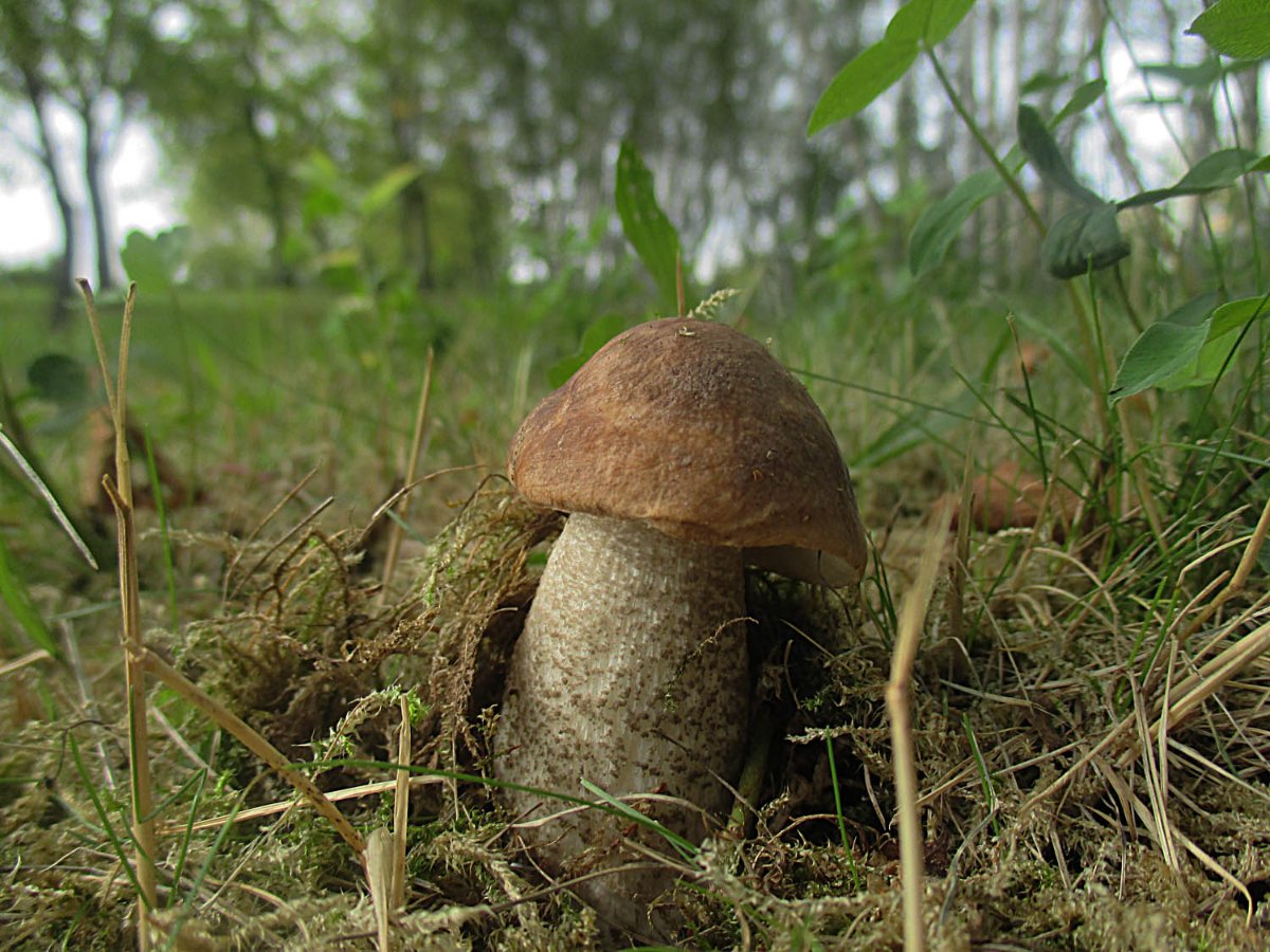 Leccinum scabrum - Birkenpilz1.jpg