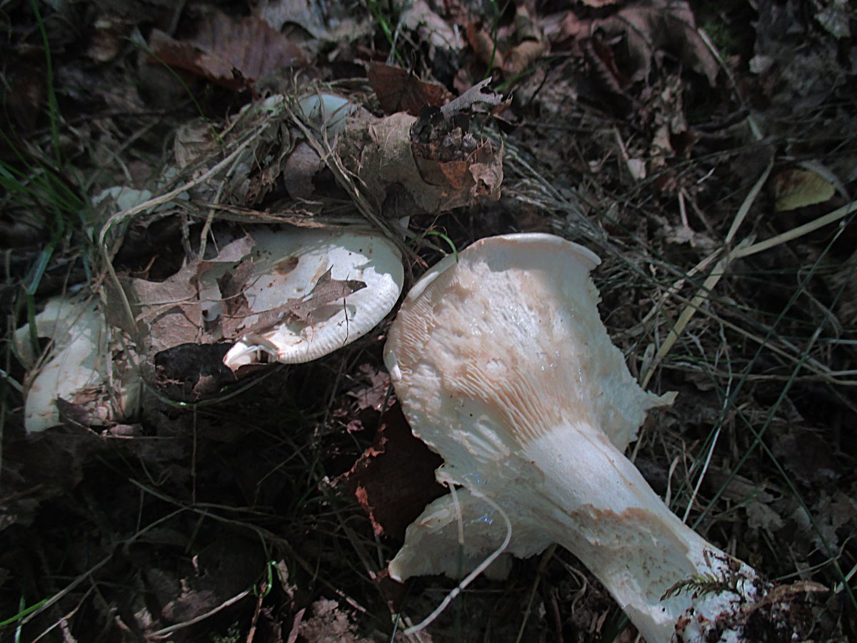 Leucopaxillus giganteus - Riesenkrempentrichterling.jpg