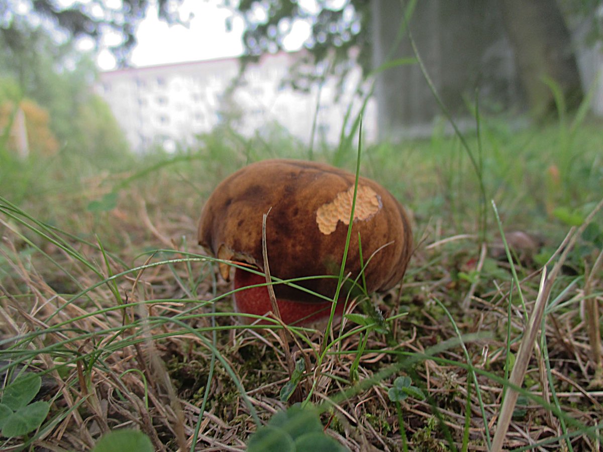 Neoboletus erythropus - Flockenstieliger Hexenröhrling.jpg