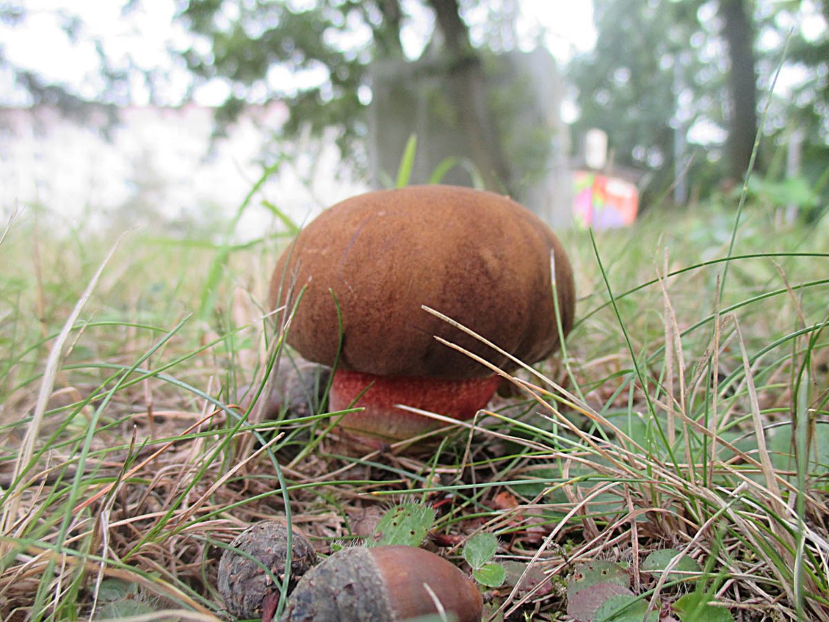 Neoboletus erythropus - Flockenstieliger Hexenröhrling1.jpg