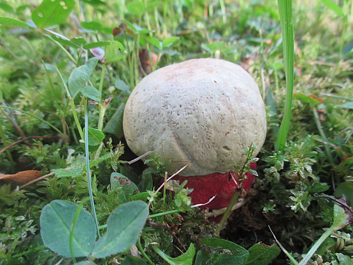 Rubroboletus satanas - Satansröhrling1.jpg