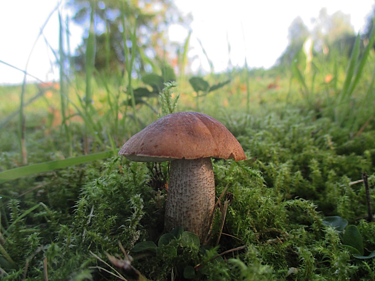 01 Leccinum scabrum - Birkenpilz.jpg