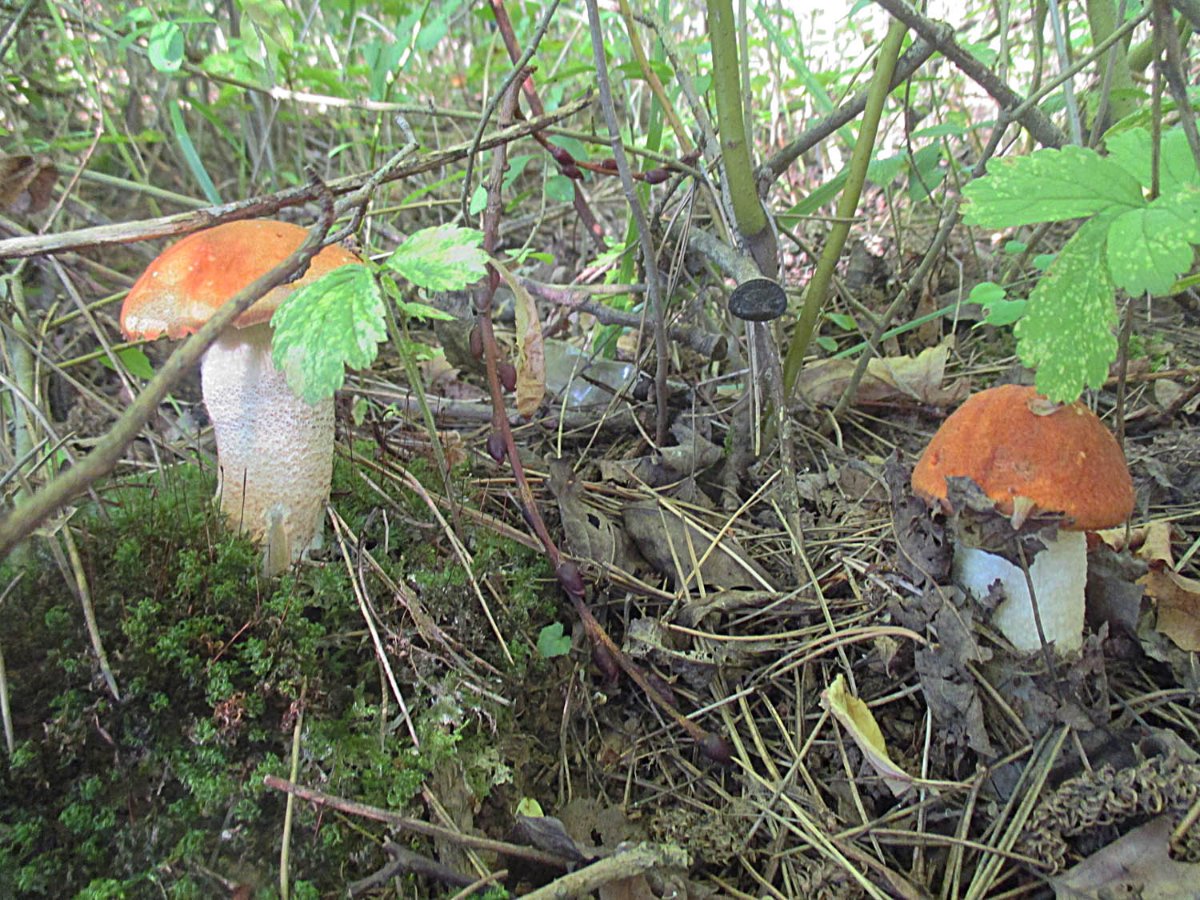 08 Leccinum leucopodium - Espen-Rotkappe.jpg