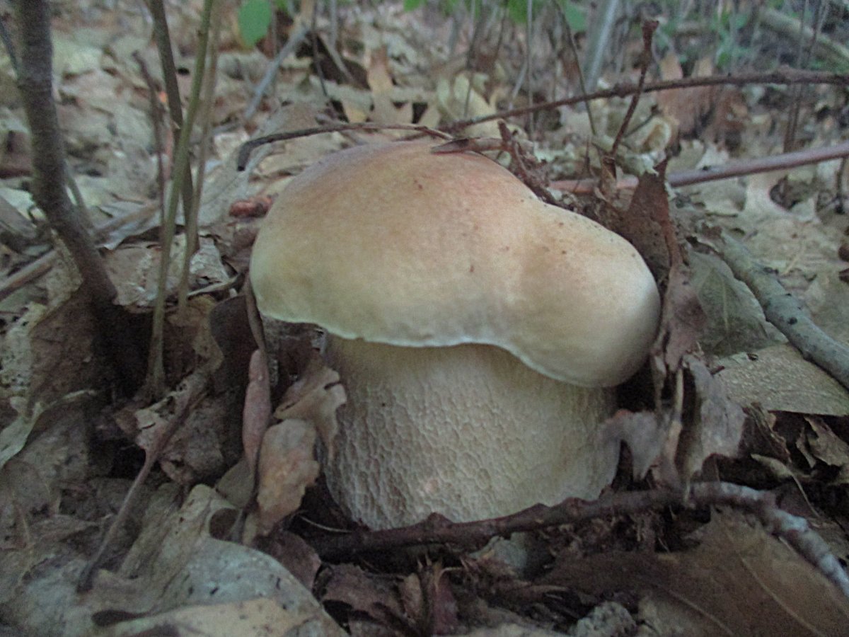 14 Boletus edulis - Echter Steinpilz.jpg