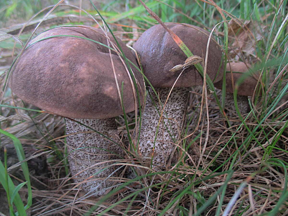 16 Leccinum duriusculum - Pappelraufuß.jpg