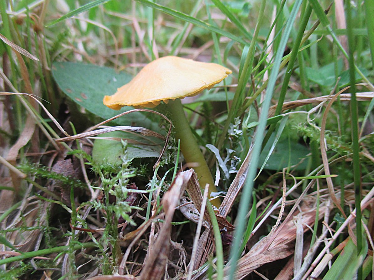 23 Hygrocybe psittacina - Papageiensaftling.jpg