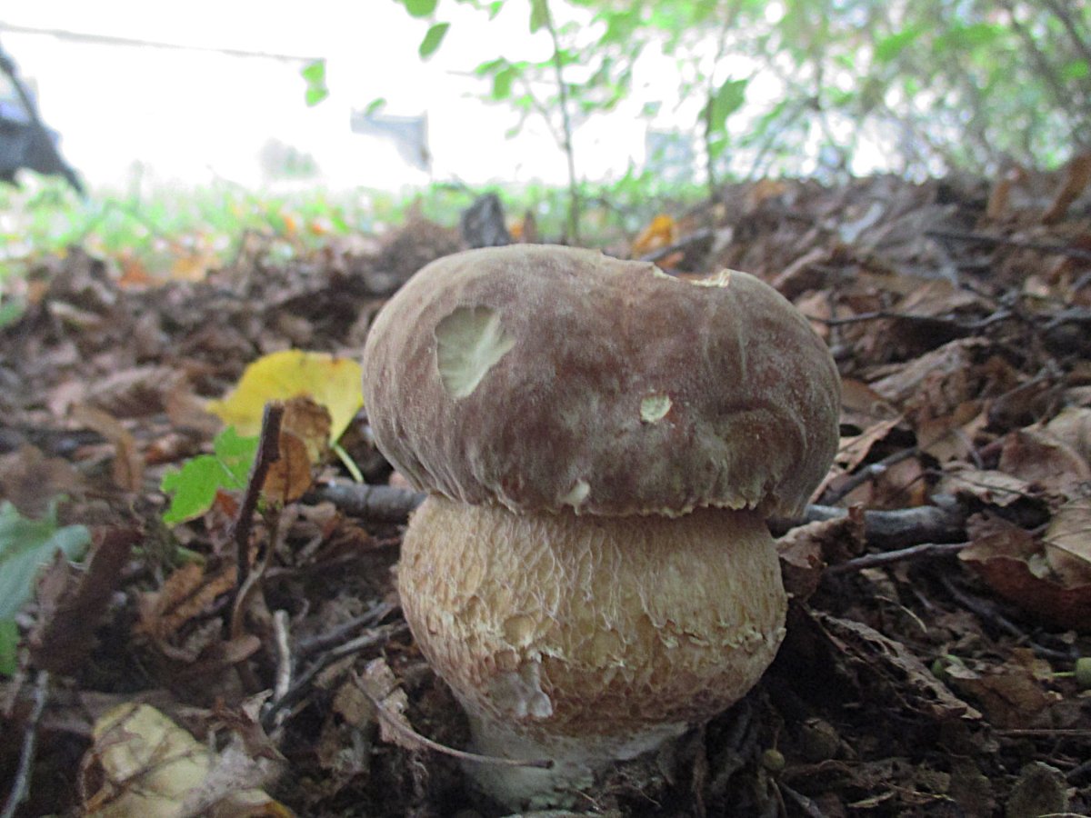 25 Boletus reticulatus - Sommer-Steinpilz.jpg