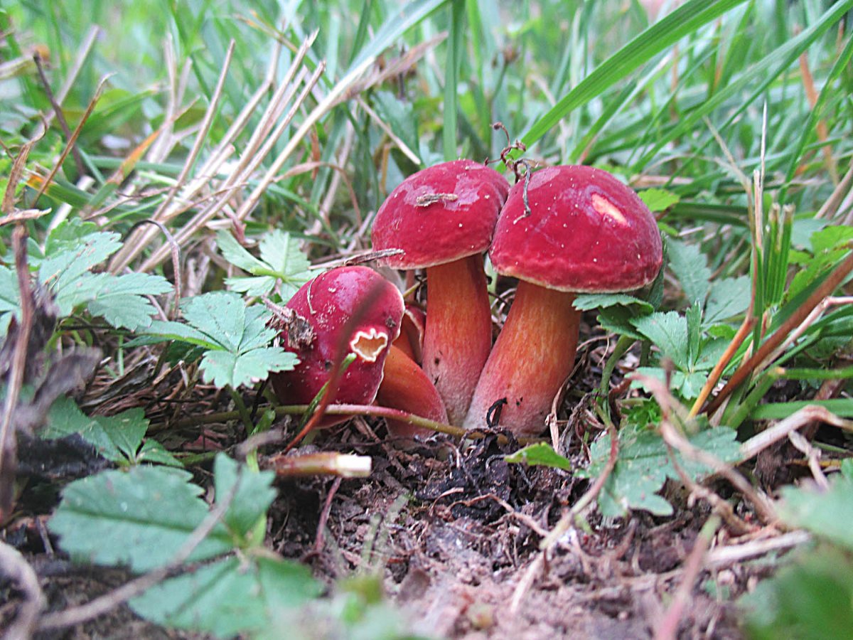 26 Hortiboletus rubellus - Blutroter Röhrling.jpg