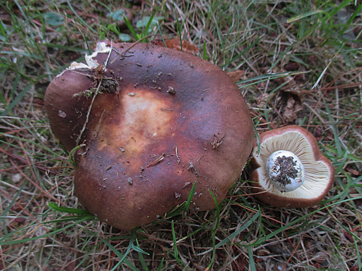 29 Russula integra - Brauner Ledertäubling.jpg