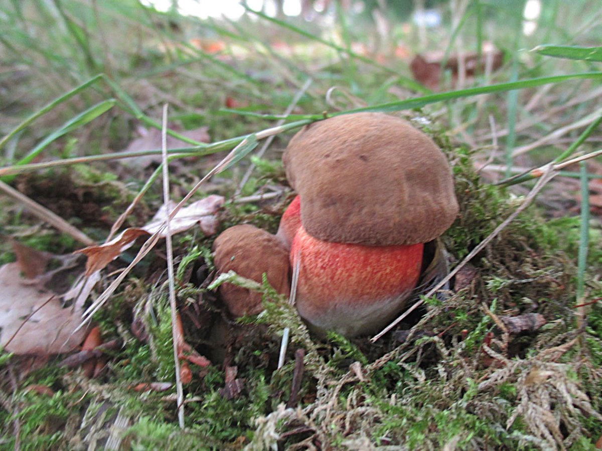 30 Neoboletus erythropus - Flockenstieliger Hexenröhrling.jpg