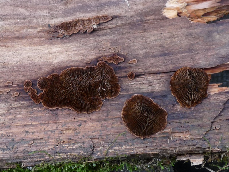 Bild mit der grössten Farbtreue