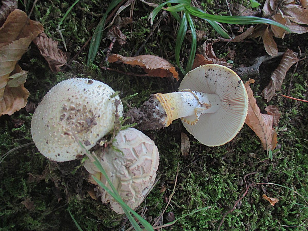 32 Amanita franchetii - Rauer Wulstling und Caloboletus radicans - WuBi.jpg