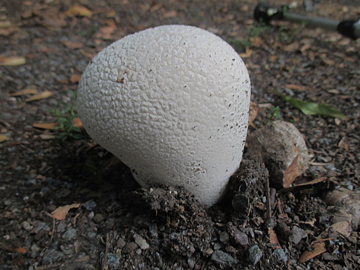 33 Lycoperdon utriforme - Hasenstäubling.jpg