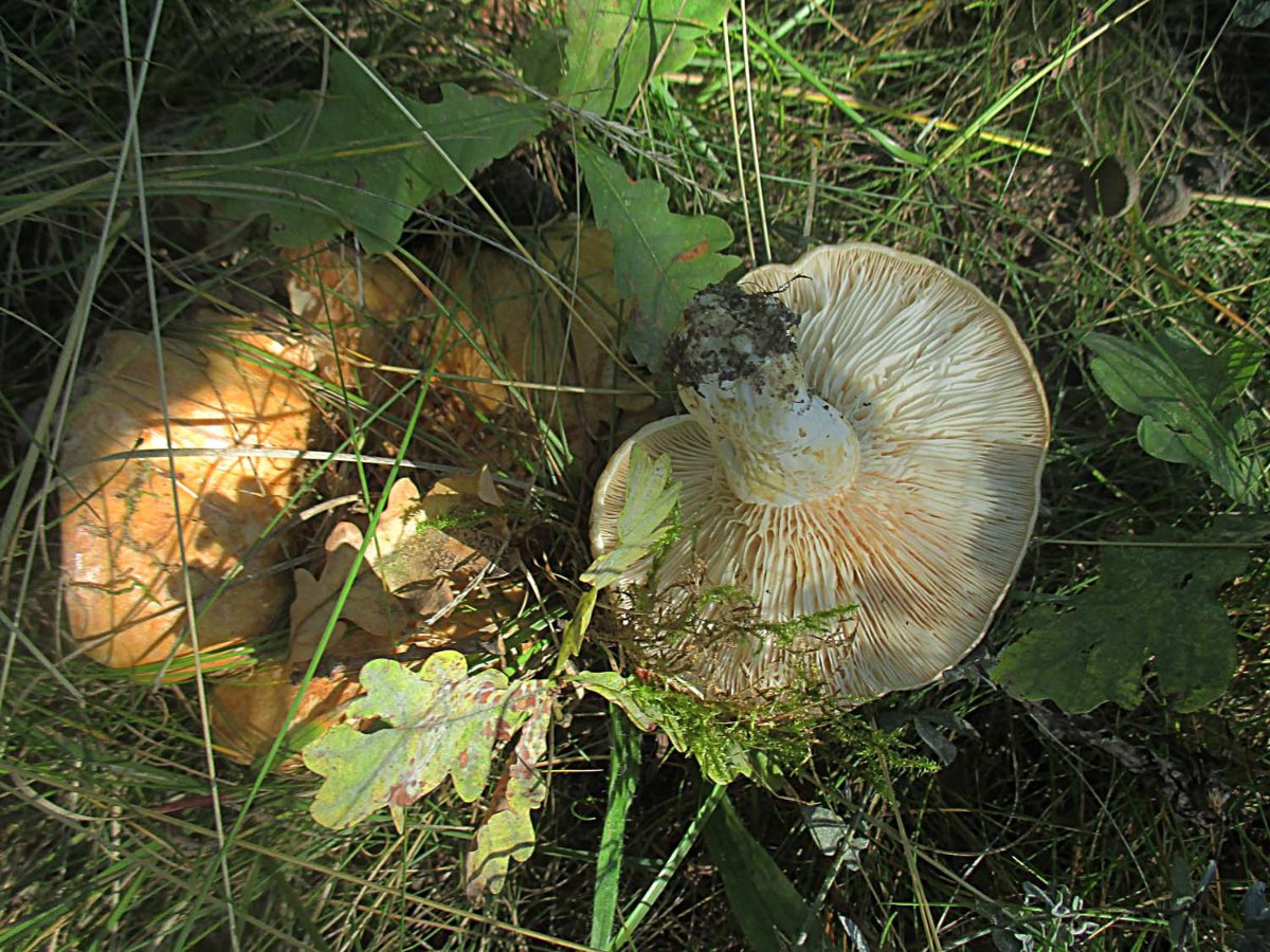 34Lactarius acerrimus - Queraderiger Milchling.jpg