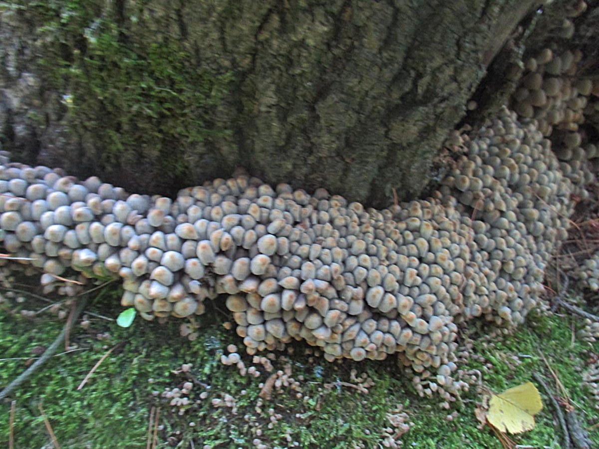 Coprinellus disseminatus - Gesäter Tintling.jpg