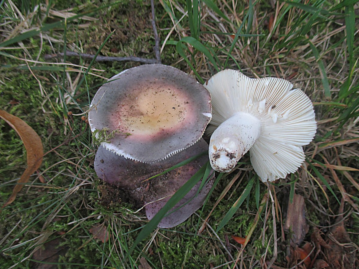 28 Russula ionochlora - Papageientäubling.jpg