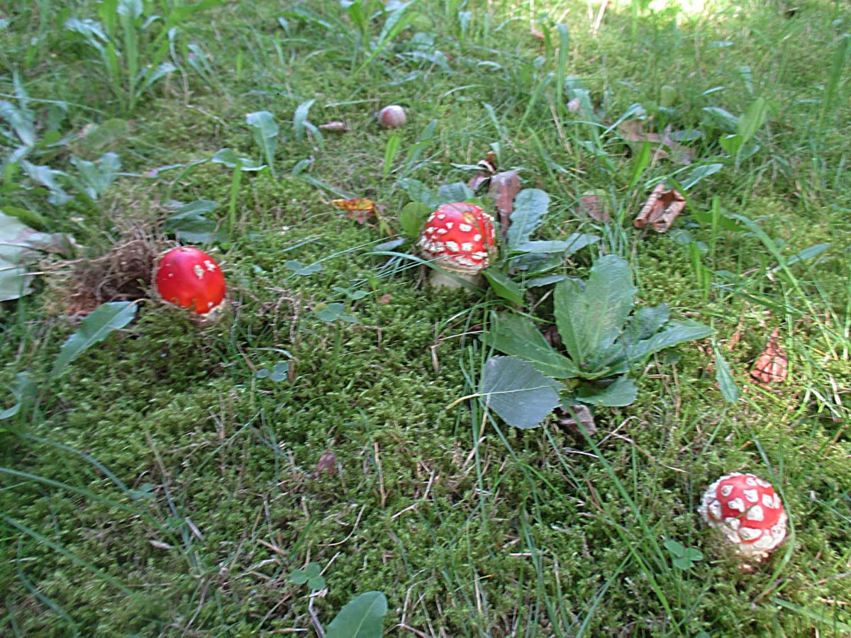 06 Amanita muscaria - Fliegenpilz.jpg