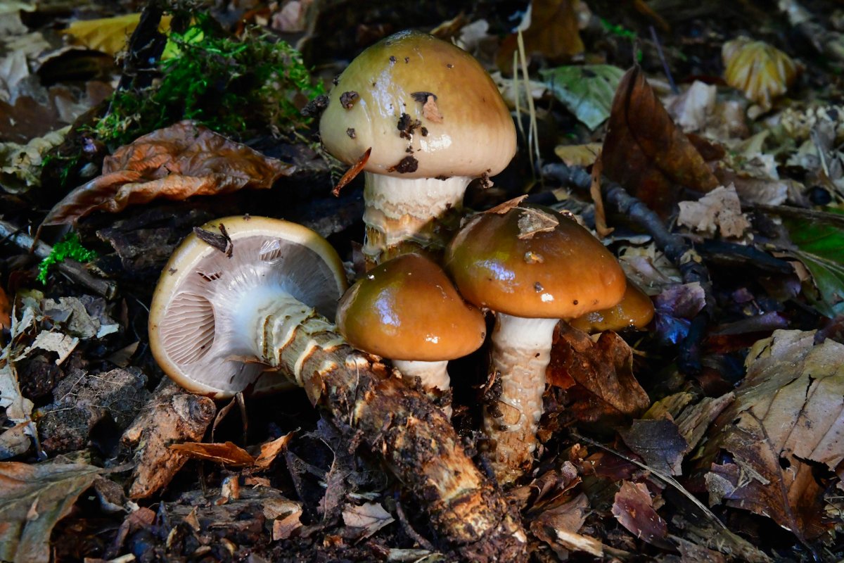 Cortinarius_trivialis002.jpg