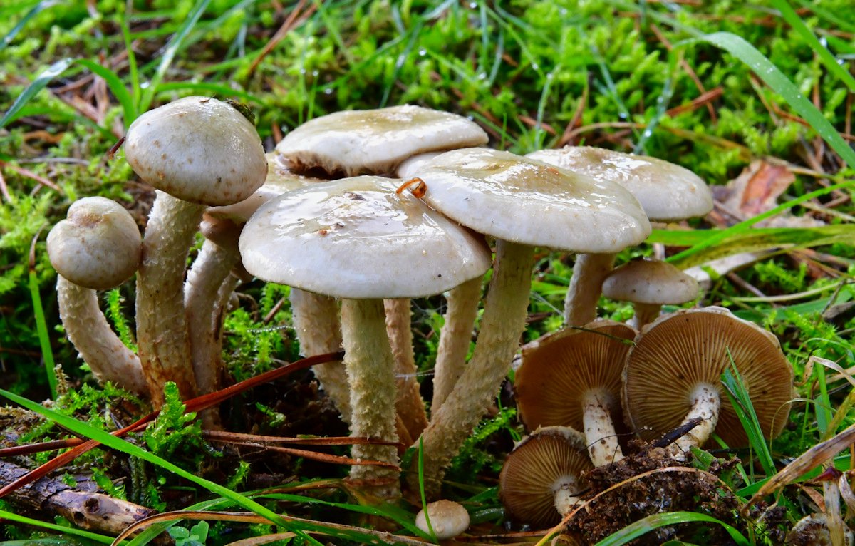 Pholiota_gummosa.jpg