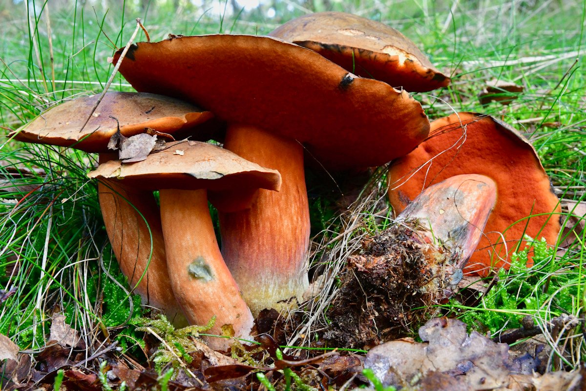 Neoboletus_erythropus002.jpg