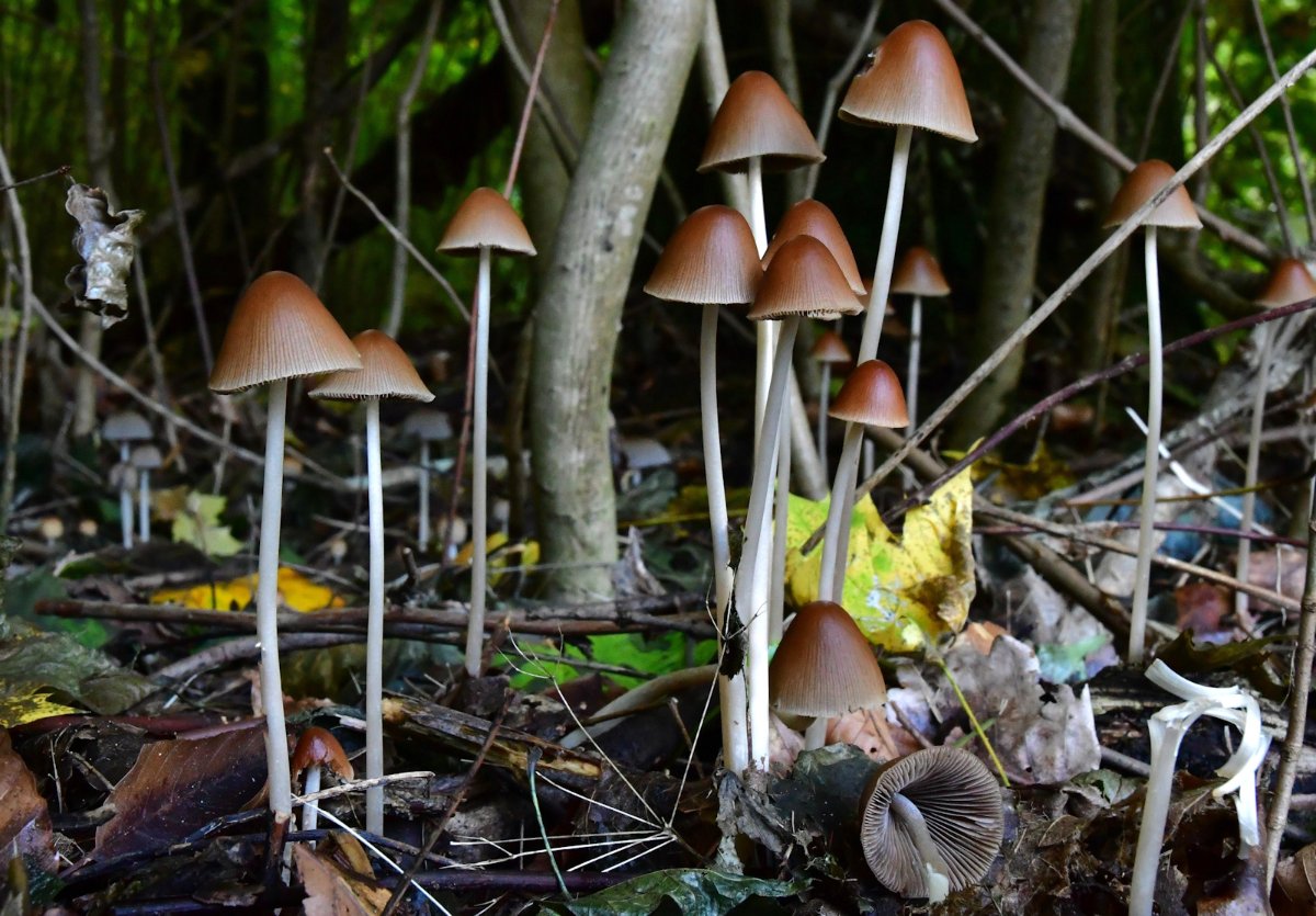 Psathyrella_conopilus.jpg
