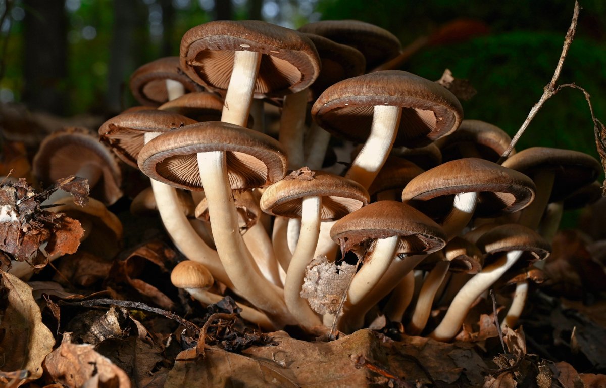 Psathyrella piluliformis.jpg