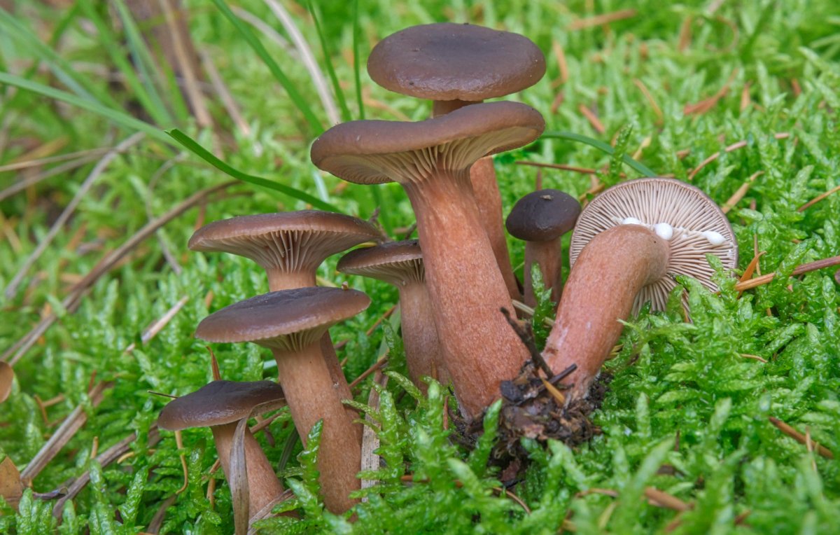 Lactarius_rufus005.jpg