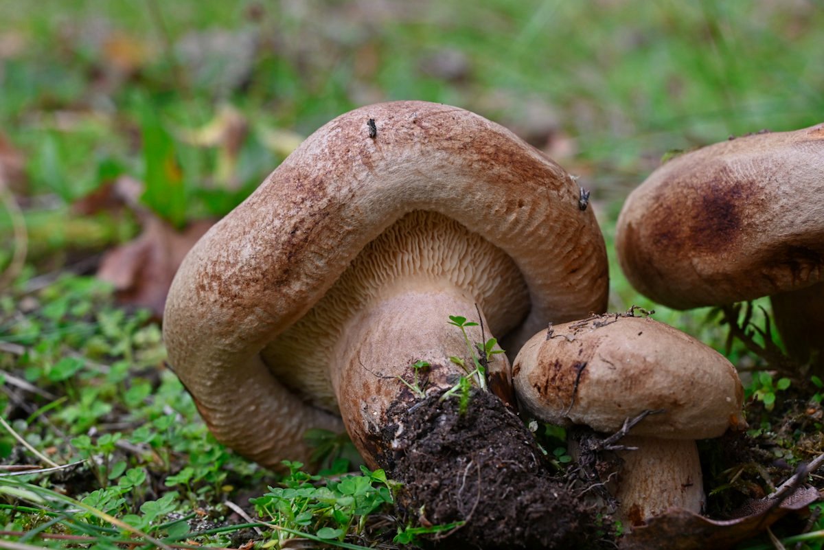 Paxillus_validus003.jpg