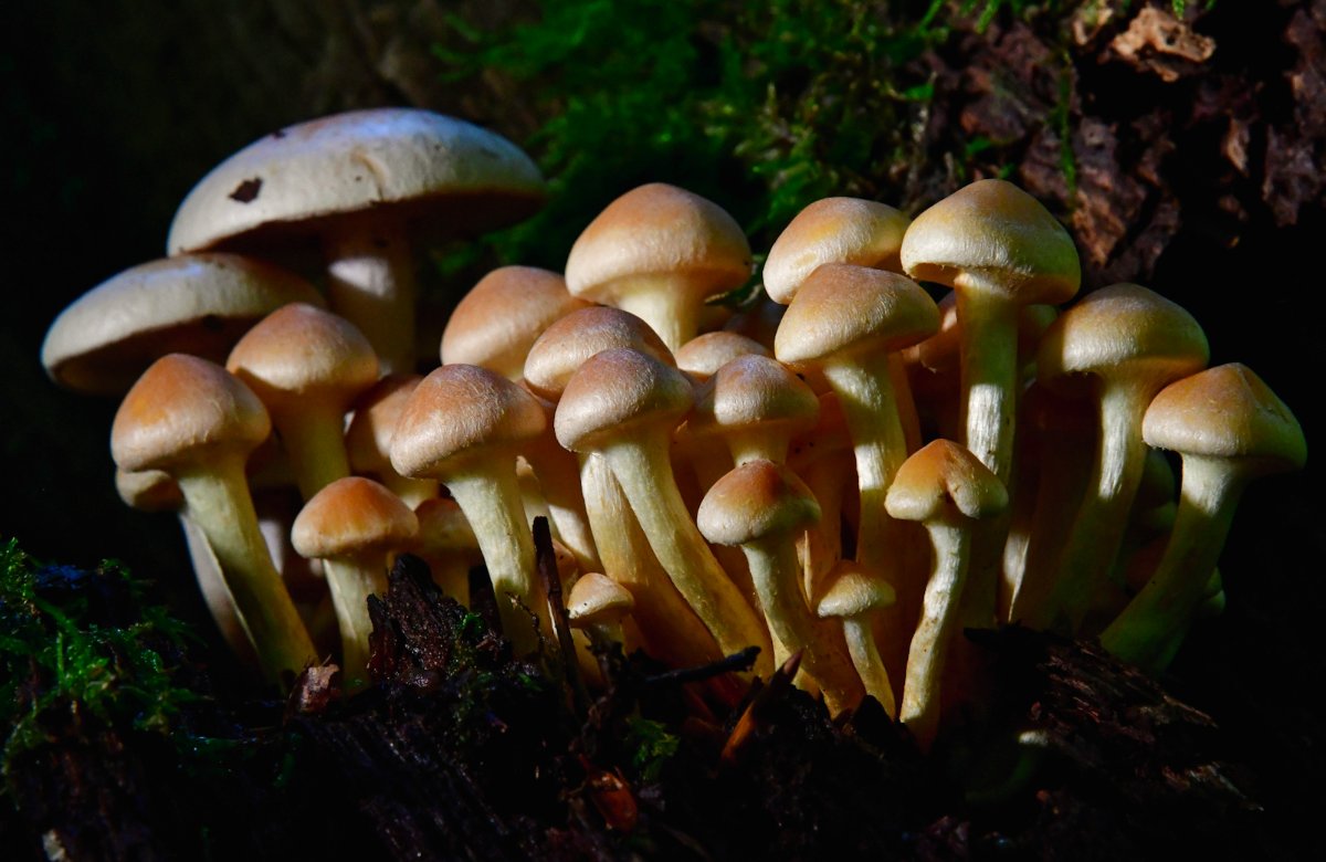 Hypholoma_ fasciculare002.jpg