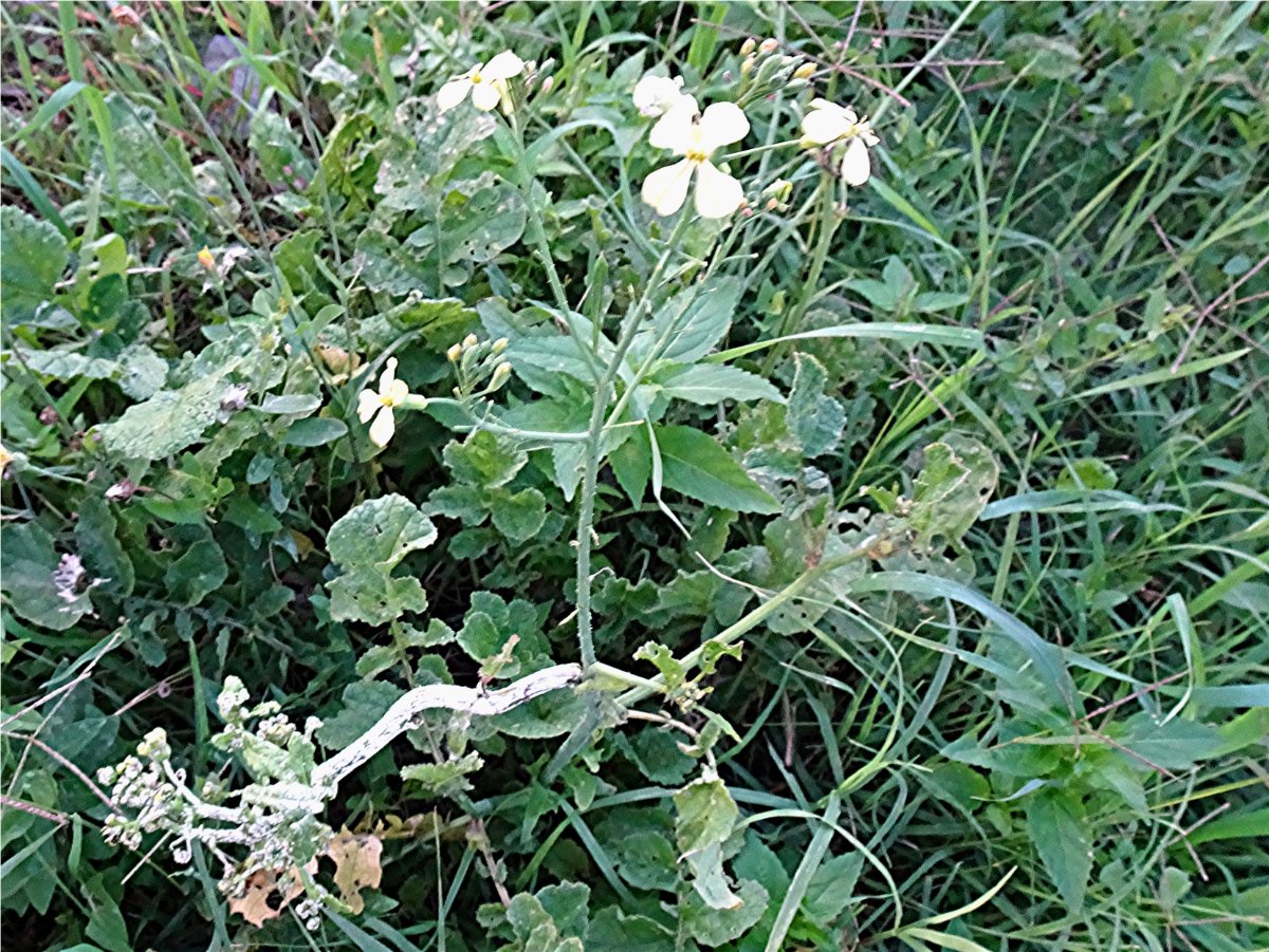 DSC05847 Acker-Rettich, Raphanus raphanistrum mit Mehltau, Ausschnitt, Helligkeit, Schärfe.JPG