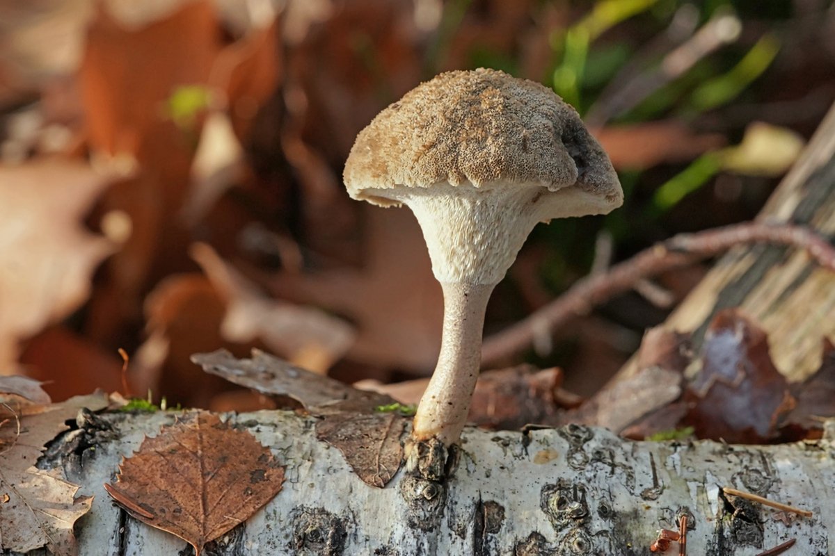 c-unekannter Pilz (2).jpg