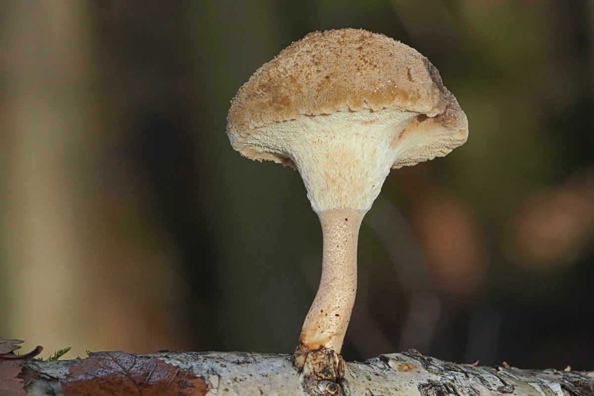 c-unekannter Pilz (4).jpg