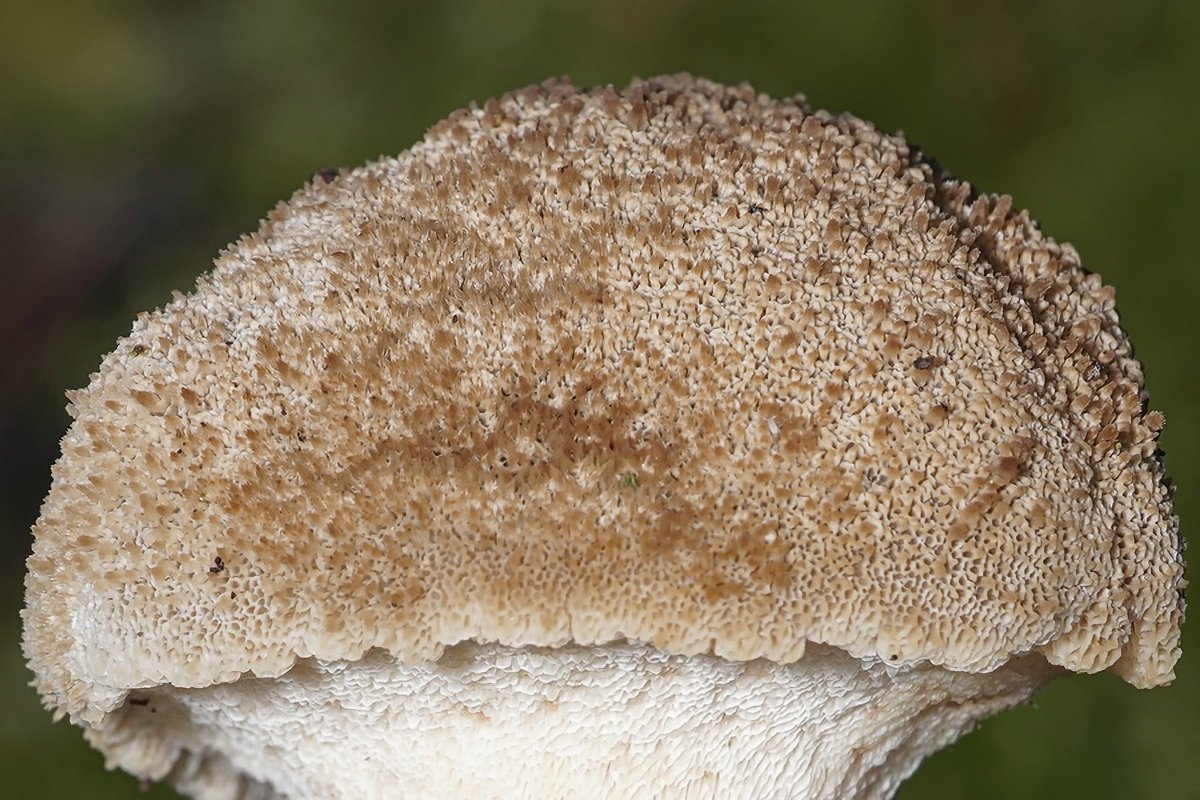 c-Winter-Stielporling (Lentinus brumalis)  (7).jpg