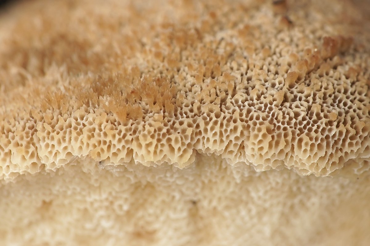 c-Winter-Stielporling (Lentinus brumalis)  (5).jpg