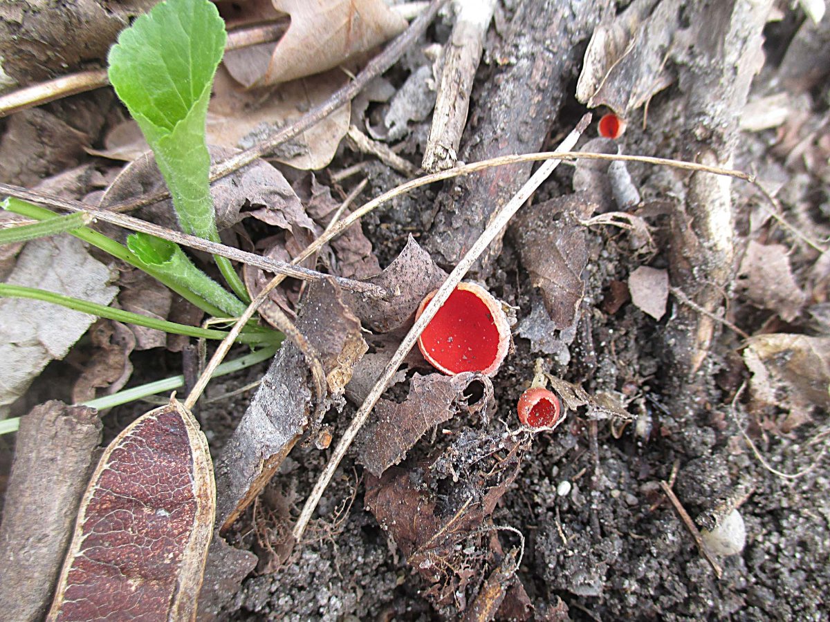 Gemeiner Kelchbecherling - Sarcoscypha austriaca.jpg