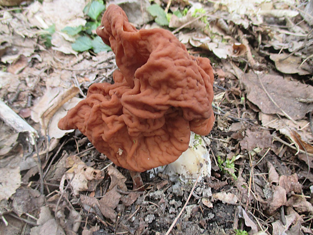 Gyromitra fastigiata - Zipfel-Lorchel1.jpg