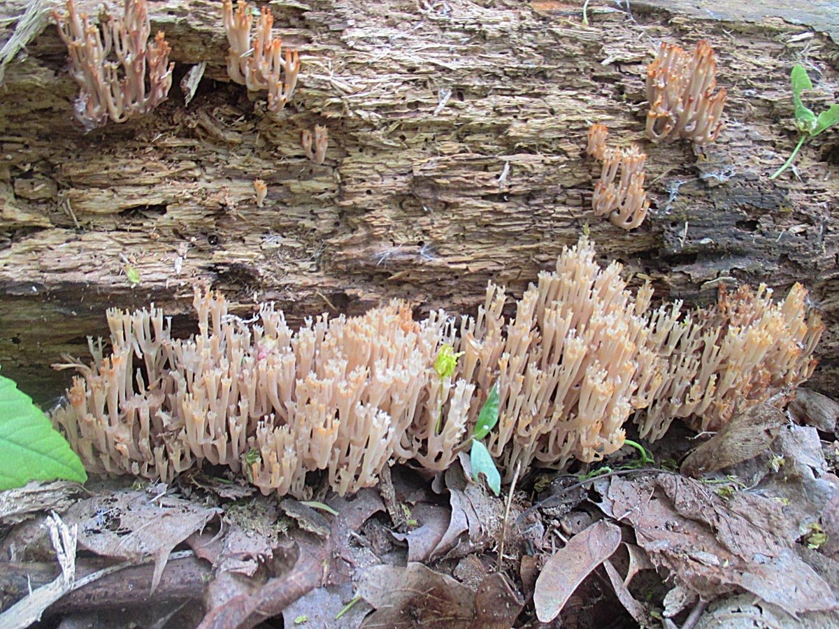 11 Artomyces pyxidatus.jpg