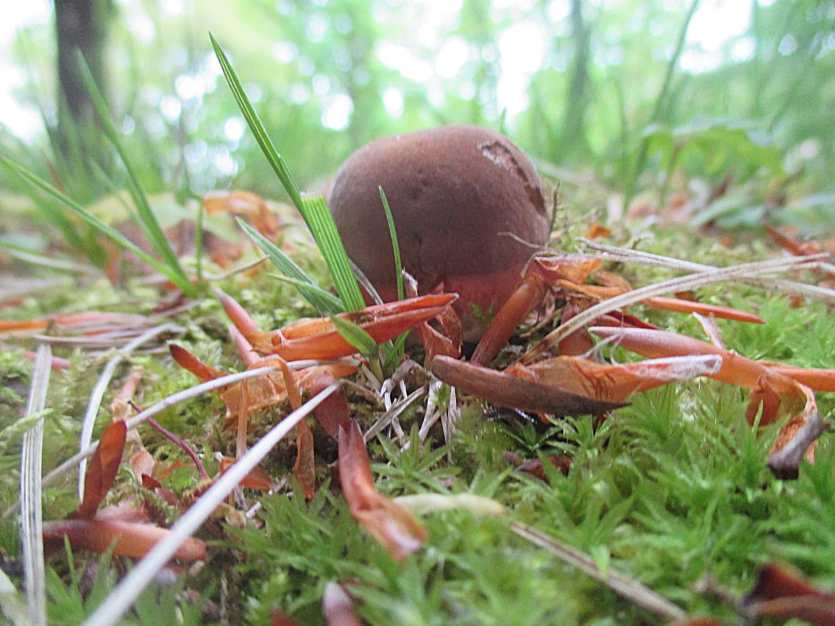 Neoboletus erythropus - Flocki1.jpg