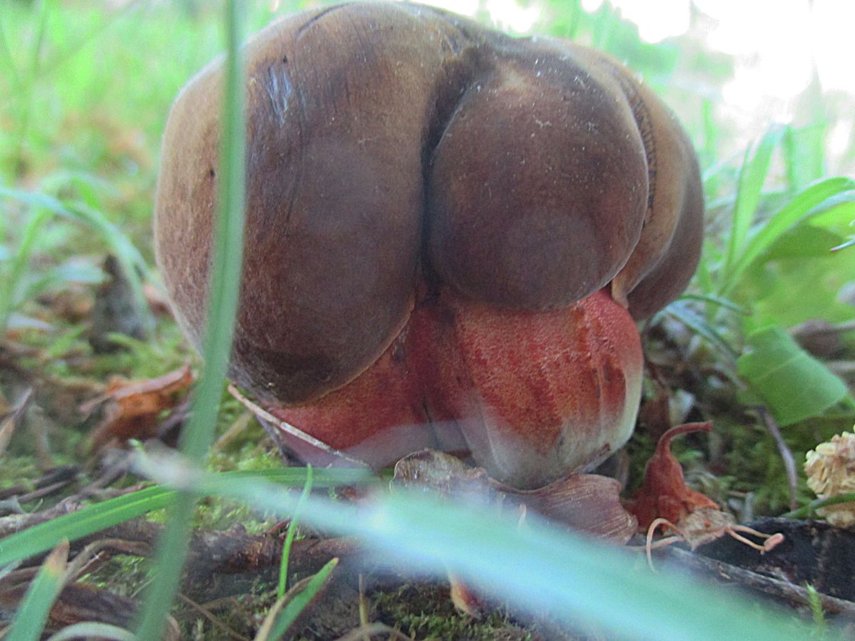 Neoboletus erythropus - Flocki5.jpg