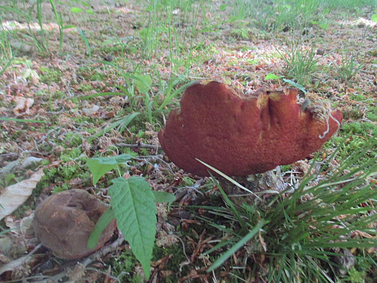 Neoboletus erythropus - Flocki8.jpg