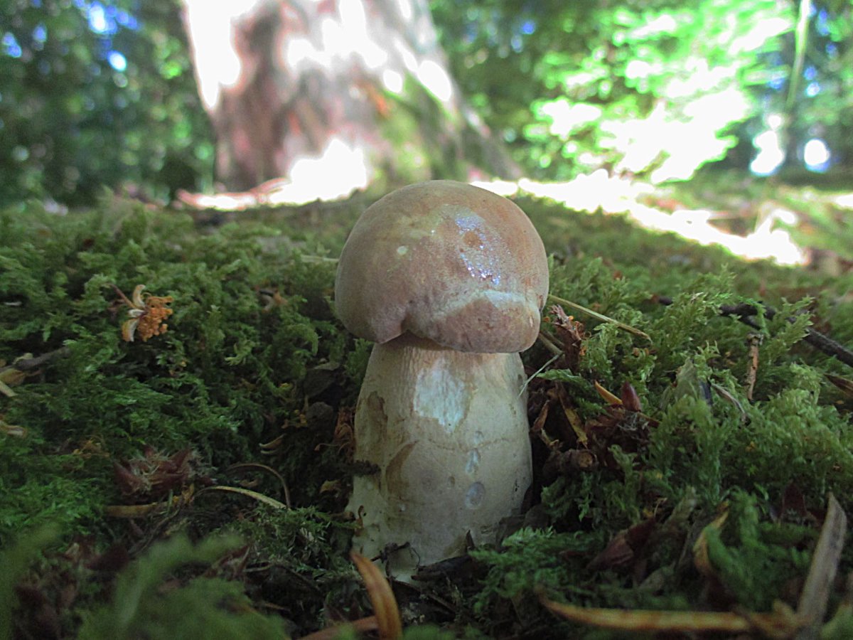 Boletus reticulatus - Sommer-Steinpilz.jpg