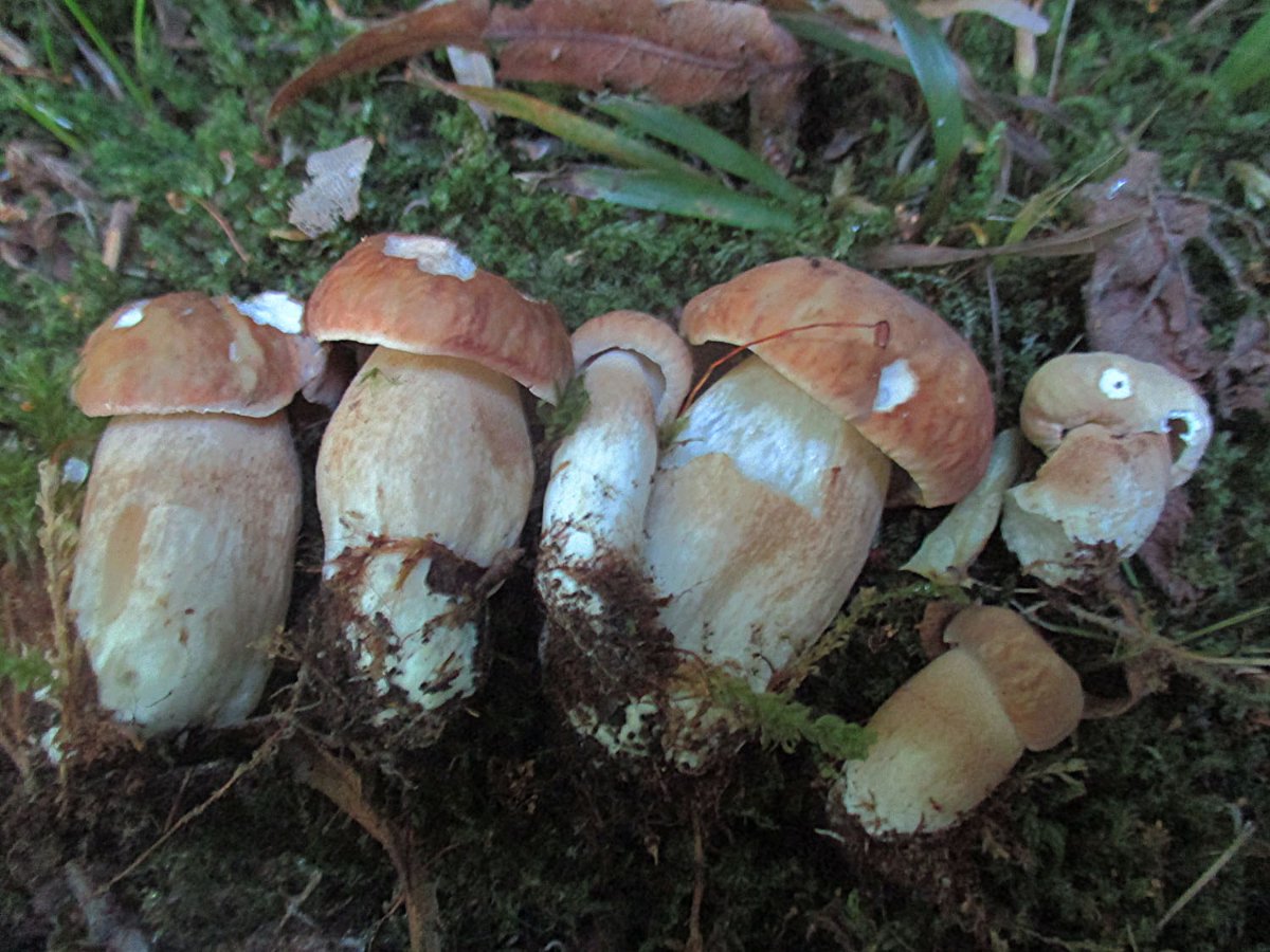 Boletus reticulatus - Sommer-Steinpilz1.jpg