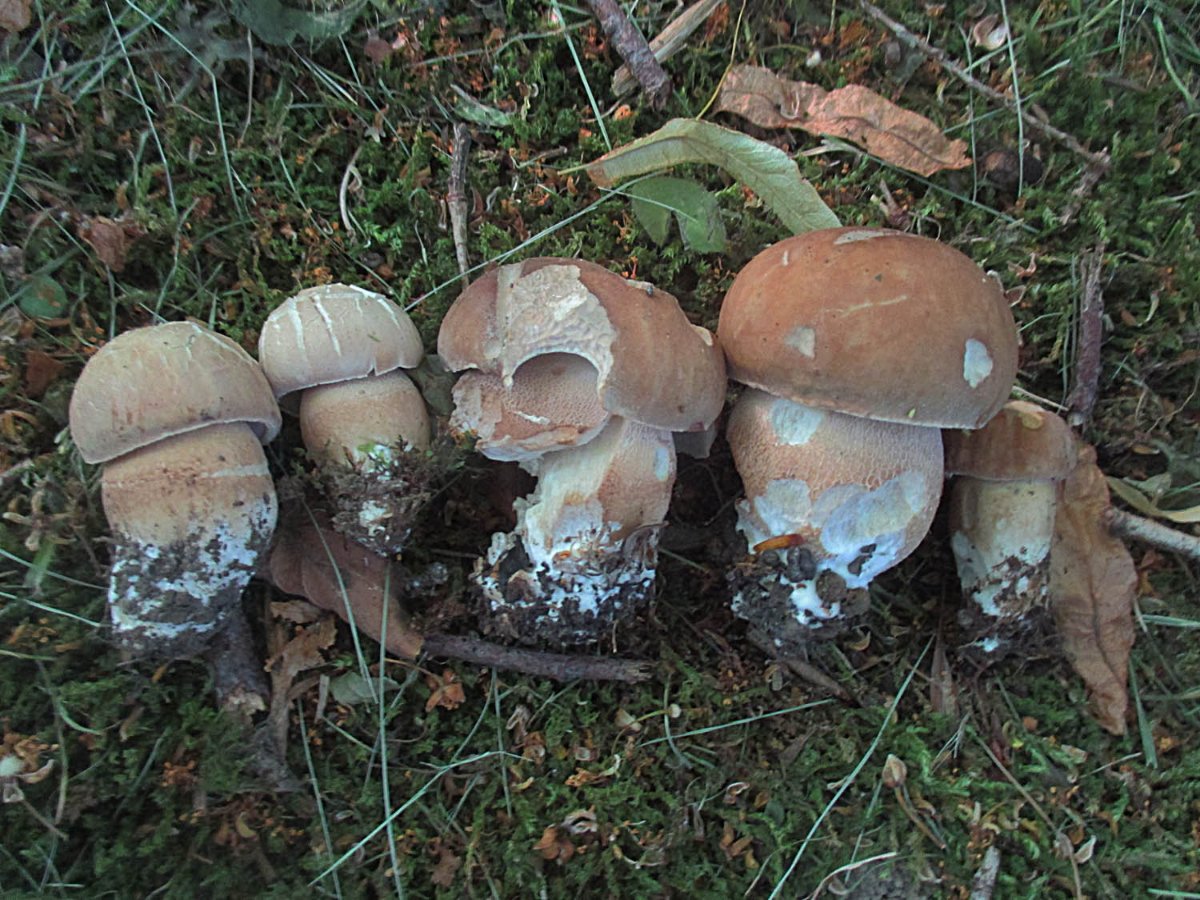 Boletus reticulatus - Sommer-Steinpilz2.jpg