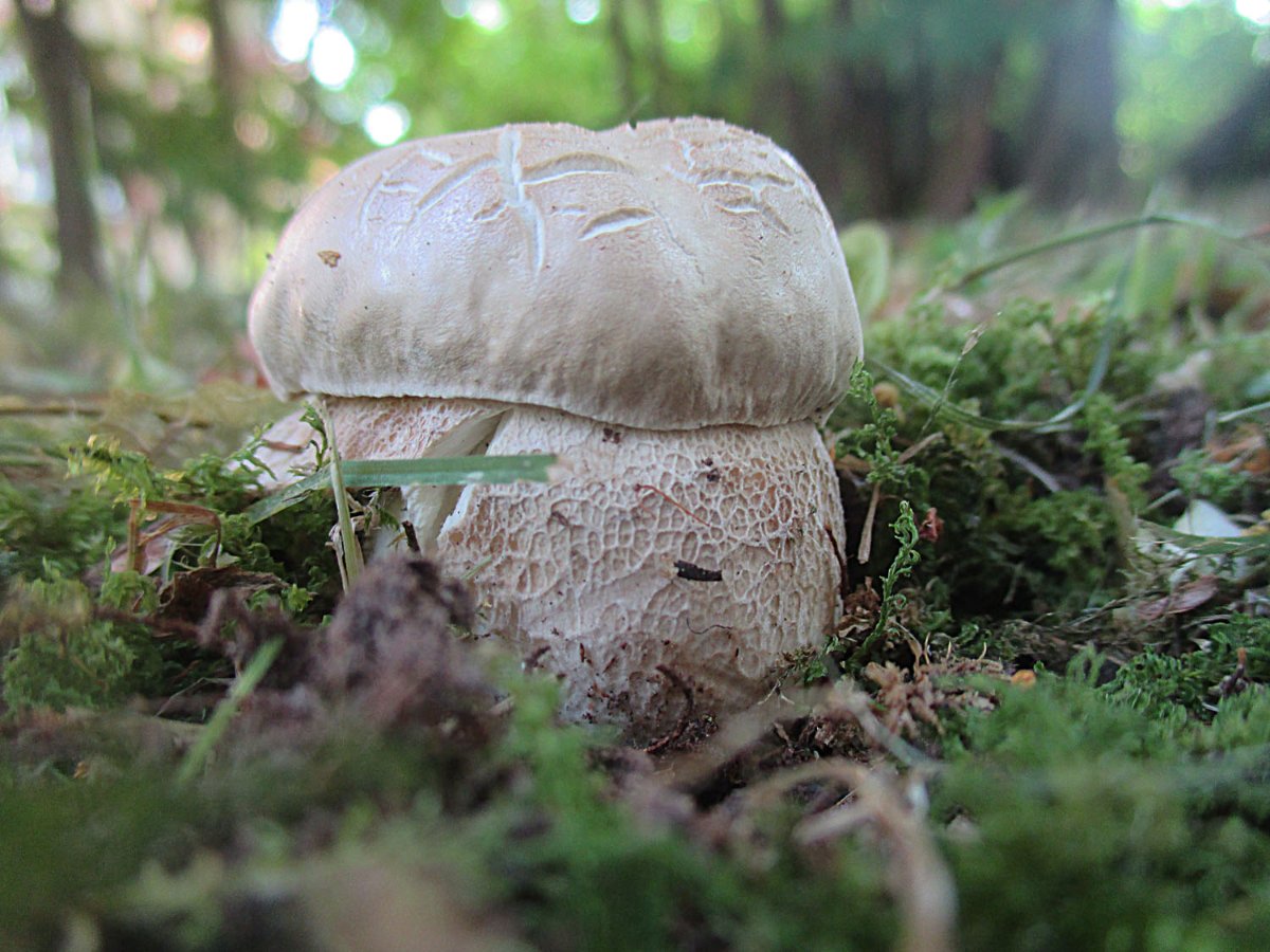 Boletus reticulatus - Sommer-Steinpilz4.jpg