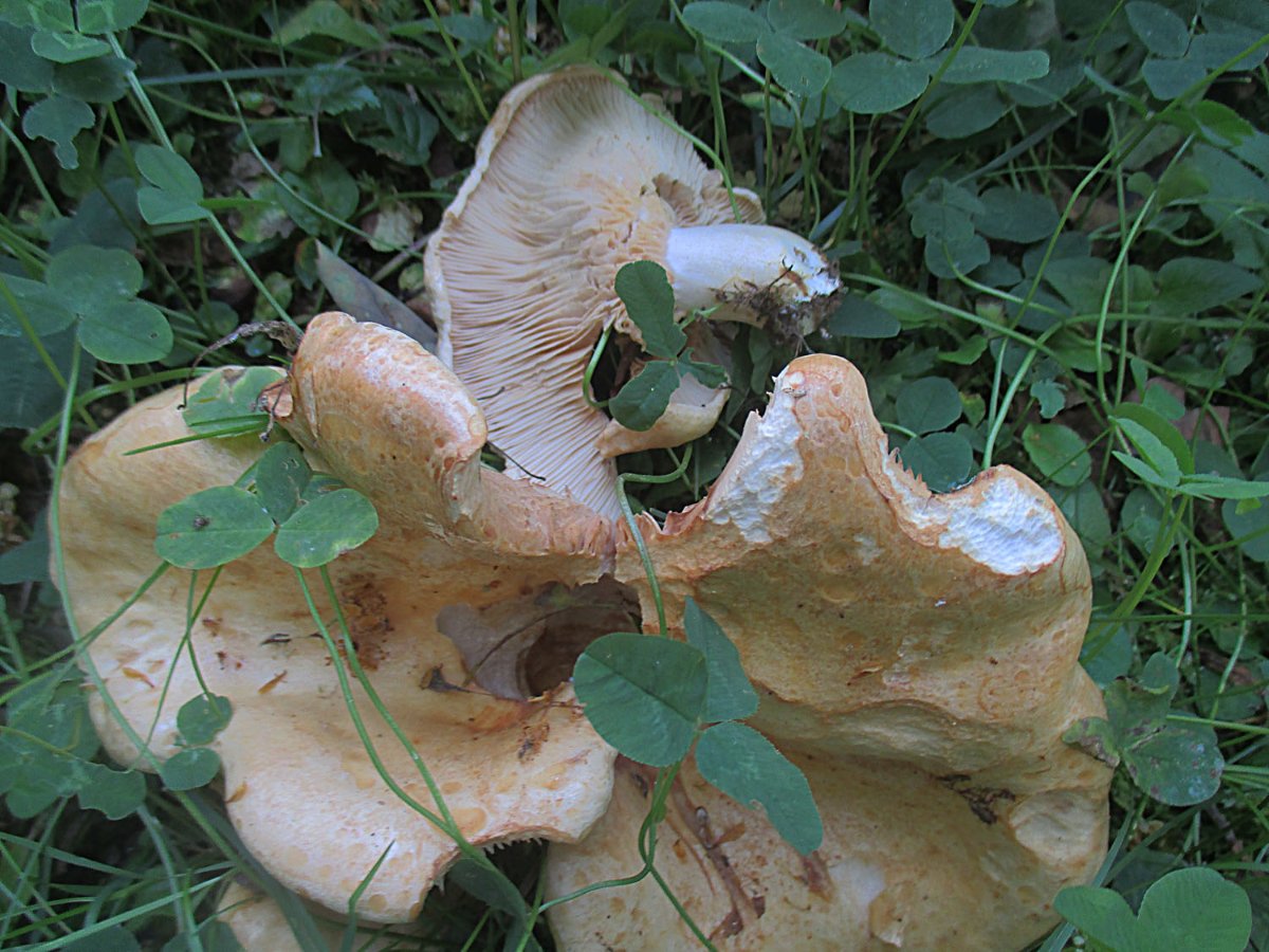 Lactarius acerrimus - Queraderiger Milchling.jpg